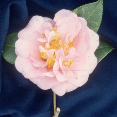 Jane Lawton